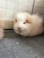 Ch teddy cavia’s, Dieren en Toebehoren, Cavia, April, Mannelijk, Tam