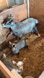 Gezocht: TE HUUR/TE KOOP: BLAUWSCHIMMEL  DEKBOKJE, Dieren en Toebehoren, Schapen, Geiten en Varkens