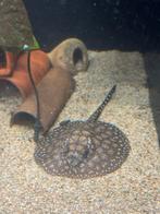 Potamotrygon rog vrouwtje 13cm, Dieren en Toebehoren, Vis, Zoetwatervis