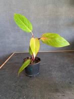 Philodendron painted lady nr 4, Huis en Inrichting, Kamerplanten, Ophalen