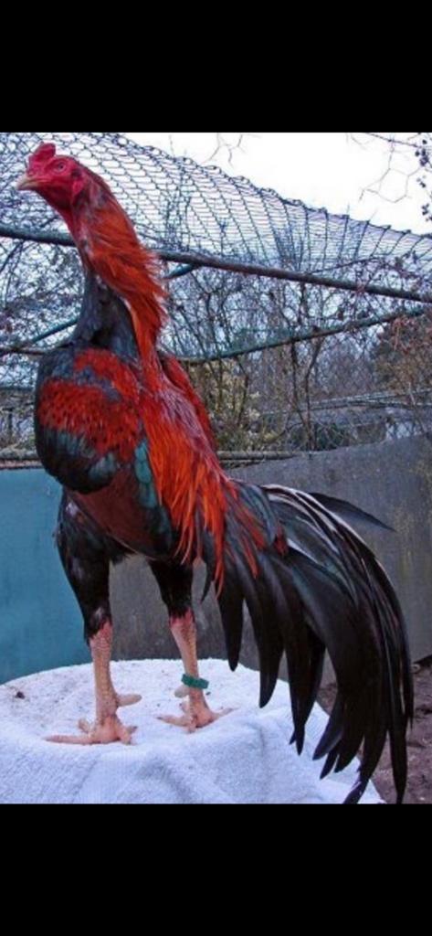 Diversen hanen en hennen te koop shamos, Dieren en Toebehoren, Pluimvee, Kip, Meerdere dieren