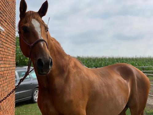 Paard te koop, Dieren en Toebehoren, Paarden, Ruin, 165 tot 170 cm, 11 jaar of ouder, Dressuurpaard, Met stamboom