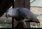 Beste ik ben op zoek naar een grijze roodstaart papegaai, Dieren en Toebehoren, Vogels | Parkieten en Papegaaien, Meerdere dieren