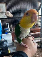 Groendij caique tam, Dieren en Toebehoren, Vogels | Parkieten en Papegaaien, Mannelijk, Papegaai, Geringd