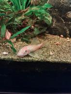 Snow white bristlenose pleco's, Dieren en Toebehoren, Vis, Zoetwatervis