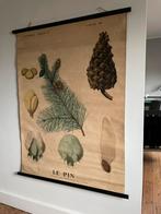 Ancienne carte scolaire de Paris - botanique - deyrolle, Enlèvement ou Envoi, Nature et Biologie