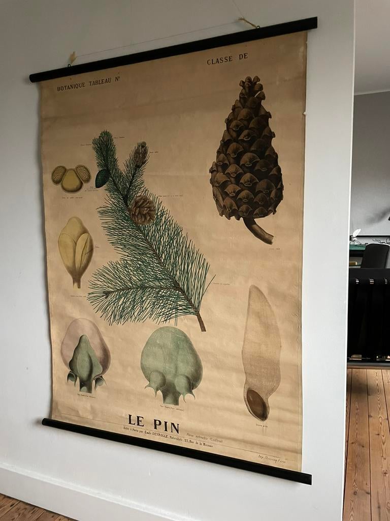 Oude schoolkaart uit parijs - botanisch - deyrolle, Antiek en Kunst, Antiek | Schoolplaten, Natuur en Biologie, Ophalen of Verzenden