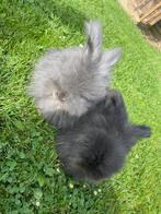 Angora anglais, Animaux & Accessoires, Rongeurs, Mâle, Autres types, Domestique