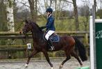 Knappe allround Welsh pony, Merrie, D pony (1.37m tot 1.48m), Springpony
