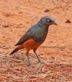 ROODBUIK GLANSSPREEUW PULCHER, Mannelijk, Geringd, Tropenvogel