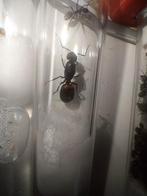 Camponotus cruentatus 1w+broed, Dieren en Toebehoren, Insecten en Spinnen, Mieren