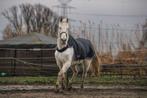 Paard zoekt nieuwe thuis, Ruin
