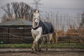 Paard zoekt nieuwe thuis beschikbaar voor biedingen