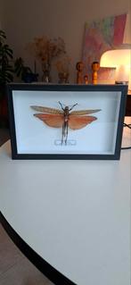 Taxidermie grote sprinkhaan, Verzamelen, Dierenverzamelingen, Ophalen