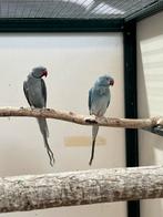 Koppel halsbandparkieten, Dieren en Toebehoren