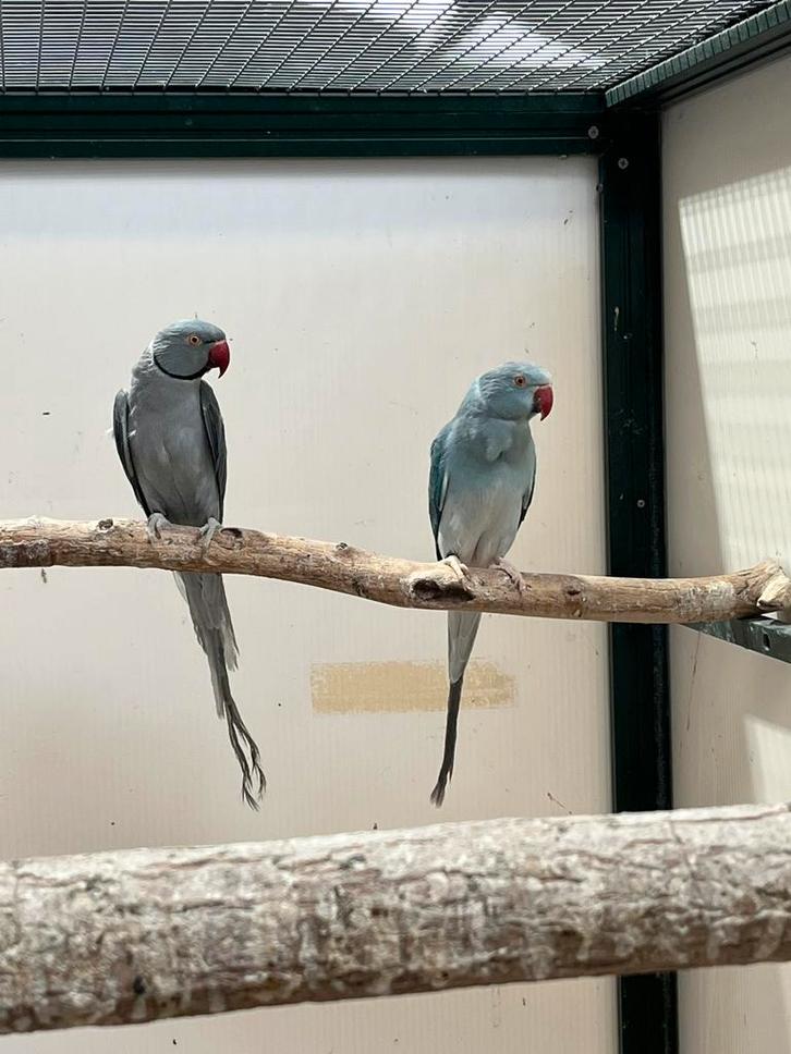 Koppel halsbandparkieten, Dieren en Toebehoren, Vogels | Parkieten en Papegaaien