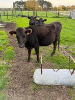 Wagyu vaars, Dieren en Toebehoren