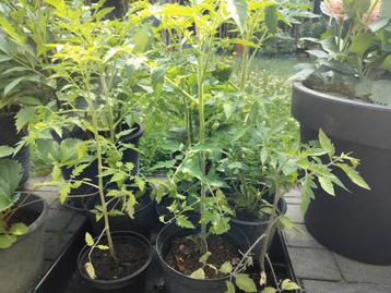 Aperitieftomatenplanten 3 voor 1 euro. beschikbaar voor biedingen