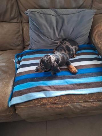 Merle Teckel puppy  beschikbaar voor biedingen