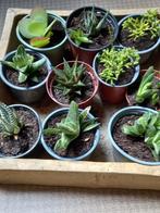 Vetplanten, Maison & Meubles, Plantes d'intérieur, Enlèvement