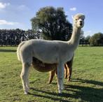 Te koop alpaca merrie met veulen (fawn hengst), Vrouwelijk, 6 jaar of ouder