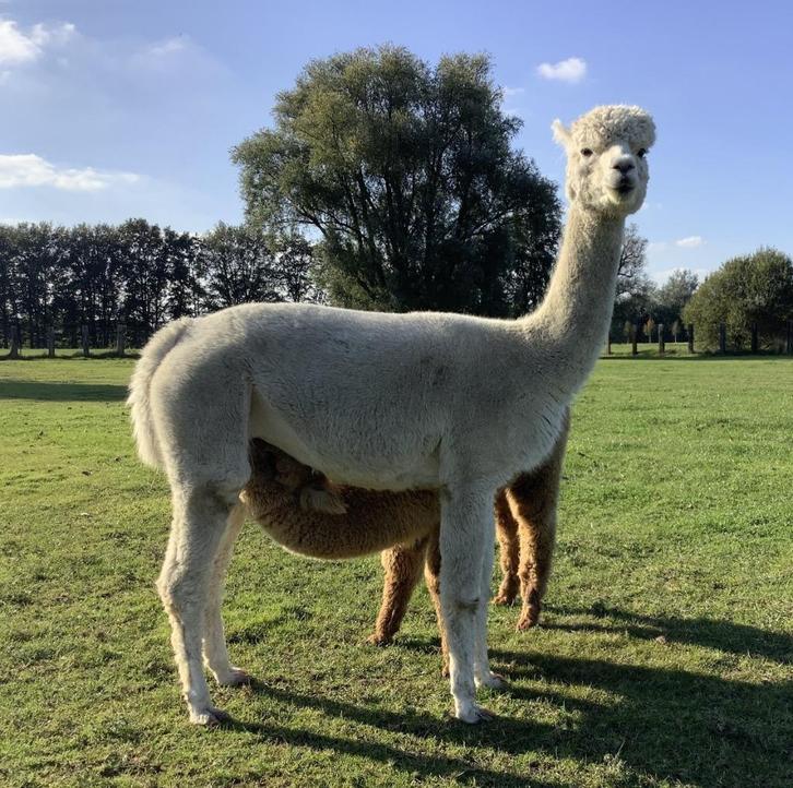 Te koop alpaca merrie met veulen (fawn hengst), Dieren en Toebehoren, Schapen, Geiten en Varkens, Vrouwelijk, 6 jaar of ouder