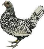 Sebright Wanted, Dieren en Toebehoren, Pluimvee, Mannelijk, Kip