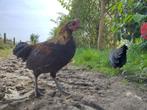 Hollandse kriel kip, Dieren en Toebehoren, Pluimvee, Meerdere dieren, Kip