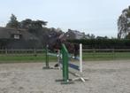 Gezocht ruiter voor D - pony Jumping Eventing, Dieren en Toebehoren, Merrie, Gechipt, Springpony, L