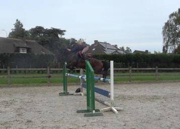 Gezocht ruiter voor D - pony Jumping Eventing beschikbaar voor biedingen