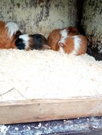 Diverse sheltie en coronet zeugjes beschikbaar, Décembre, Domestique, Cobaye, Femelle