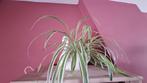 Lelie  plant met bloempot, Huis en Inrichting, Ophalen