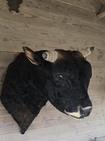opgezette kop koe voor mancave, wanddecoratie beschikbaar voor biedingen