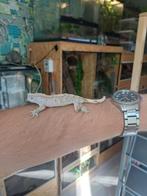 Wimpergekko baby (brindle?), Dieren en Toebehoren, Reptielen en Amfibieën, Hagedis, Met terrarium, 0 tot 2 jaar