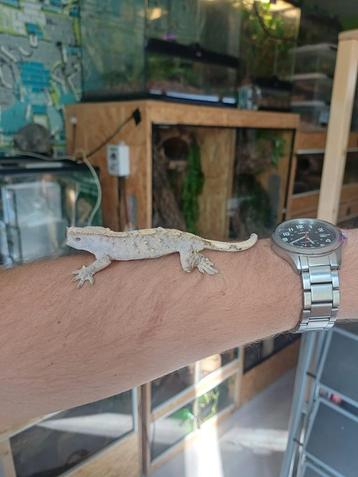 Wimpergekko baby (brindle?) beschikbaar voor biedingen