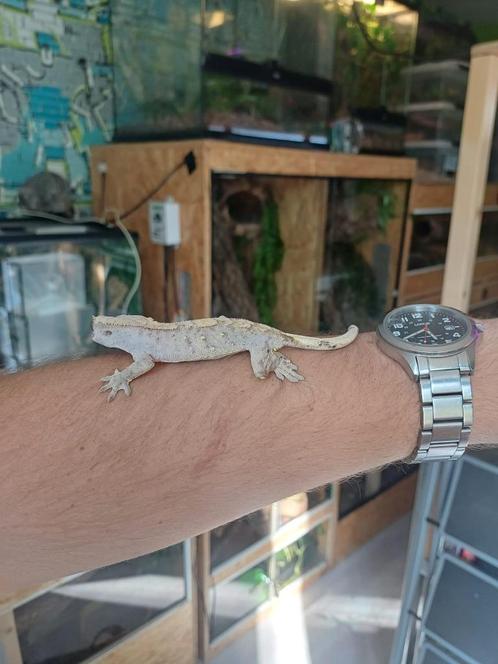 Wimpergekko baby (brindle?), Dieren en Toebehoren, Reptielen en Amfibieën, Hagedis, 0 tot 2 jaar, Met terrarium, Tam