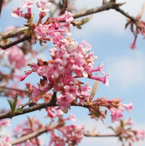 Viorne, Tuin en Terras, Planten | Struiken en Hagen, Struik, Overige soorten, Minder dan 100 cm, Ophalen