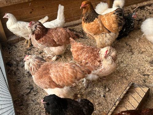 Duitse faverolle, Dieren en Toebehoren, Pluimvee