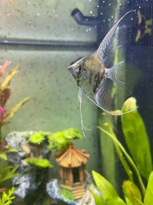 5x Sluier Smoke Scalare/Maanvissen, Dieren en Toebehoren, Vissen | Aquariumvissen, Zoetwatervis, Vis