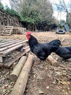 Gratis hanen, Dieren en Toebehoren, Pluimvee, Mannelijk, Kip