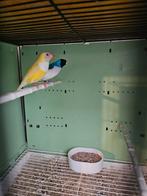 Couple gould amandine, Dieren en Toebehoren, Vogels | Overige Vogels, Mannelijk