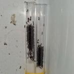 Camponotus lateralis 1q 600-650w | mieren ants mierenkolonie, Dieren en Toebehoren, Insecten en Spinnen, Mieren