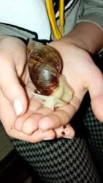Agaat slakken, Dieren en Toebehoren, Reptielen en Amfibieën, Overige soorten