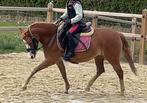 Welsh B sportpony getalenteerd, Dieren en Toebehoren, Pony's, Merrie, B, Gechipt, 3 tot 6 jaar