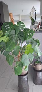 Monstera met mosstok, zonder sierpot, Ophalen