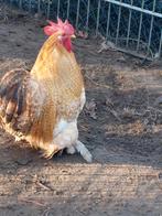 Cochin kriel hanen 2025, Dieren en Toebehoren, Pluimvee