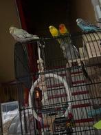 Calopsite + perruche + inséparables, Animaux & Accessoires, Femelle, Perruche