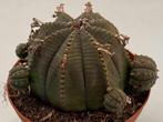 Euphorbia Obesa Caespitosa, Huis en Inrichting, Kamerplanten, Minder dan 100 cm, Verzenden, Vetplant