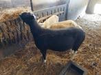 Schaap bok ram, Dieren en Toebehoren, Schapen, Geiten en Varkens, Schaap