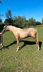 Knappe 2 jarige C sportpony ruin, Ruin